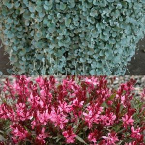 Dichondra Argentea 'Silver Falls & Gaura Belezza Dark Pink