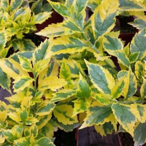 Duranta ‘Goldmine’