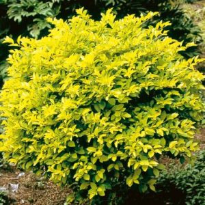 Duranta ‘Sheena’s Gold’ ®
