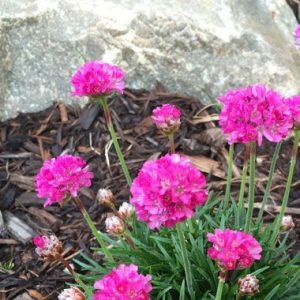 Armeria maritima ‘Düsseldorf Pride’