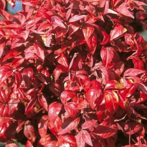 Nandina domestica ‘Pygmaea’