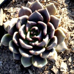 Echeveria ‘Black Prince’