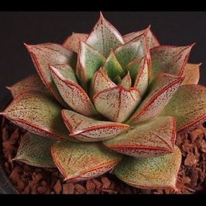Echeveria purpusorum