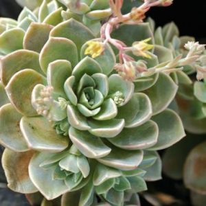 Echeveria elegans