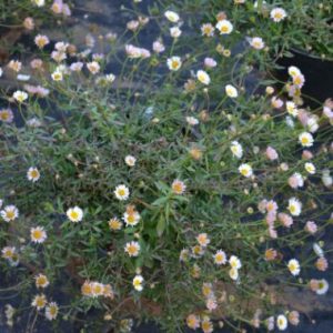 Erigeron karvinskianus