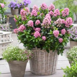 Escallonia leavis Pink Elle Dwarf