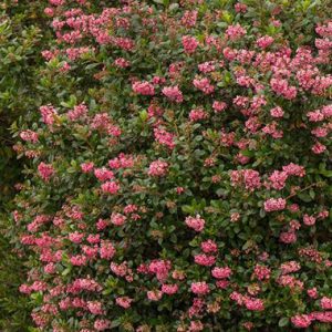 Escallonia ‘Pink Princess’