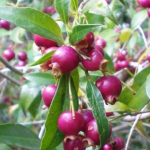 Syzygium paniculatum