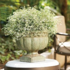 Euphorbia Diamond Frost TM