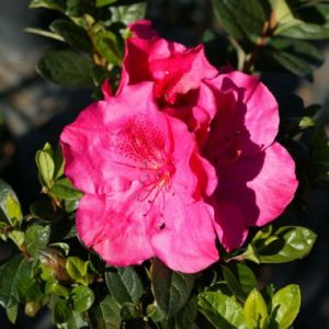 Rhododendron ‘Nuccio’s Carnival’ ®