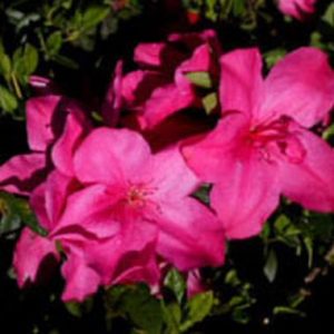 Rhododendron indicum Dancing Queen ®