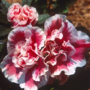 Rhododendron indicum ‘Dicky’