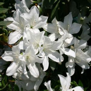 Rhododendron indicum 'Alba'