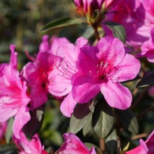 Rhododendron indicum ‘Magenta’