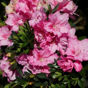 Rhododendron  ‘Pink Cloud’