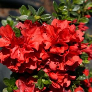 Rhododendron indicum Sunset ®