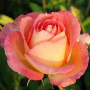 Fairest Cape Panarosa