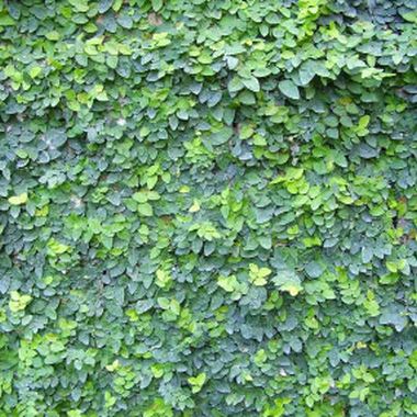 Ficus-Creeping-Fig.jpg