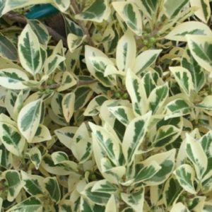 Ficus microcarpa Emerald Cream