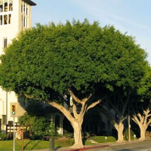 Ficus microcarpa (F. nitida)
