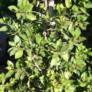 Ficus mic ‘Millennium’