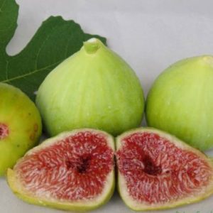 Fig 'White Genoa'