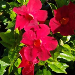 Mandevilla sanderi Love