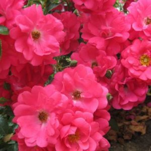 Flower Carpet ® Gold