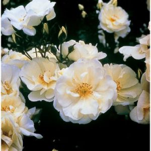 Flower Carpet ® White