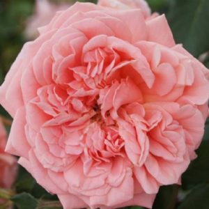 Flower Power Panarosa