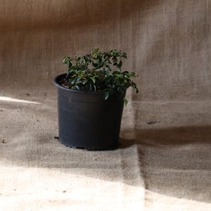 Flower Carpet ® Red