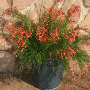 Russelia equisetiformis Fire Cracker