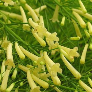 Russelia equisetiformis Lemon Meringe