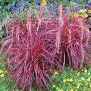 Pennisetum setaceum Fireworks TM