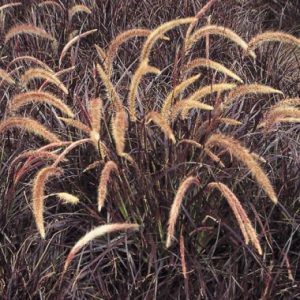 Pennisetum setaceum ‘Rubrum’