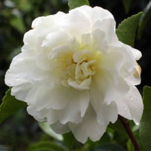 Camellia sasanqua ‘Fuji-No-Mine’