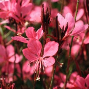 Gaura Belezza Dark Pink