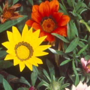 Gazania 'Malanseuns Mixed'