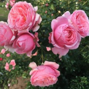 Good Hope LUDcherhema(P)