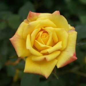 Good Morning America