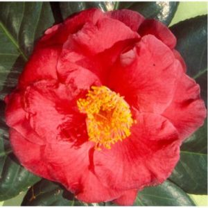 Camellia japonica ‘Grand Prix’