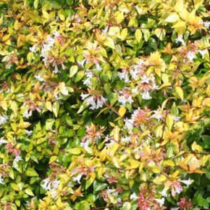 Abelia ‘Francis Mason’