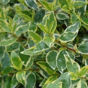 Abelia Radiance