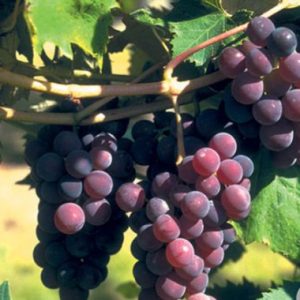 Grapes / Druiwe Catawba