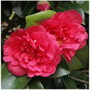 Camellia japonica ‘Guest of Honour’