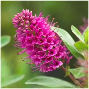 Hebe Sunset Boulevard