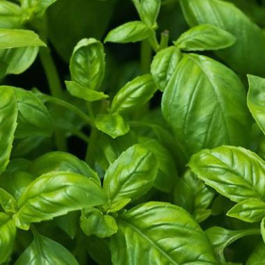 Herb-Basil-1.jpg