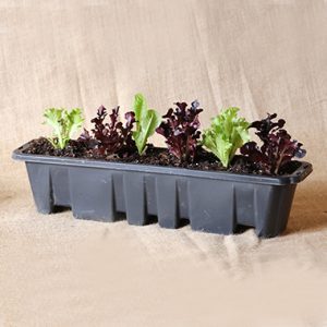 Herbalicious Mixed Delight