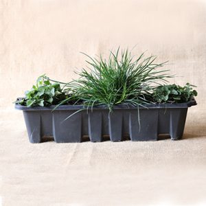 Herbalicious Pet Delight