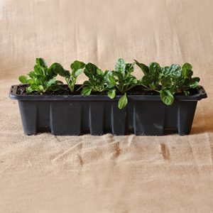 Herbalicious Spinach Delight